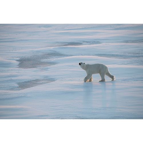 Hopkins, Cindy Miller 아티스트의 Norway-High Arctic Underweight polar bear on sea ice at dusk작품입니다.